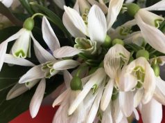 A venit… primăvara! 1 Martie