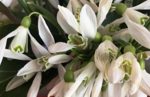 A venit… primăvara! 1 Martie