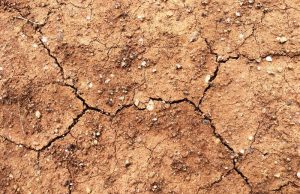 Seceta prelungită afectează culturile agricole