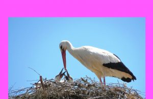 Participă și tu anul acesta la ”operațiunea” Uite barza!