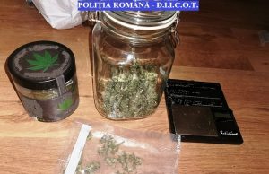 Incredibil! Plantație ilegală de cânepă pe 6 hectare la Morteni, Dâmbovița!