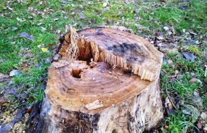 Acțiuni ale Poliției pentru prevenirea și combaterea faptelor ilegale din domeniul forestier