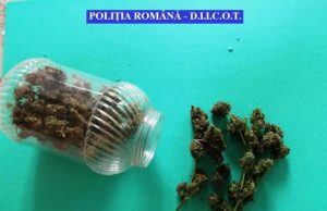 Cultură de cannabis la Băleni, Poliția a intervenit la timp!